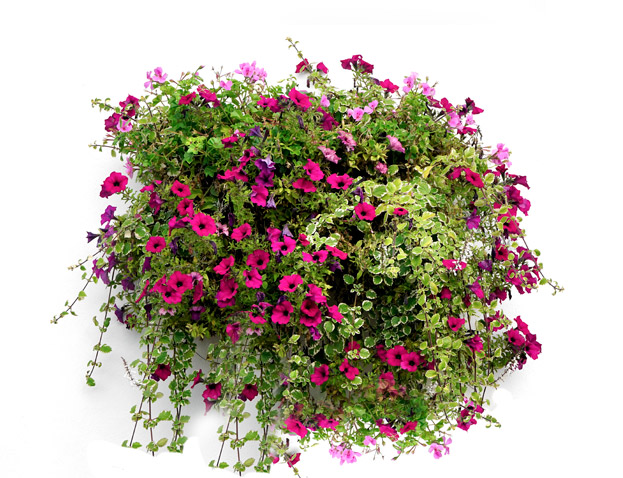 planta-con-flores-exterior